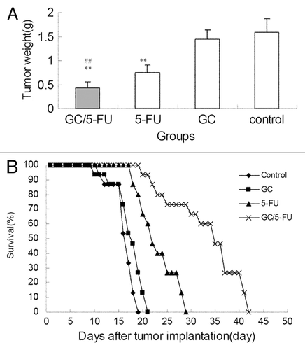 Figure 6. The curative effect of GC/5-FU on liver cancer in the orthotopic transplant model of hepatocellular carcinoma. (A) 5 d after the tumor was established, GC/5-FU, 5-FU, GC or PBS was given to the mice. Tumor weight was measured at day 10. (B)Treatment was given as described previously and the survival was monitored. The median survival for control, GC, 5-FU and GC/5-FU groups were 12, 13, 17 and 30 d, respectively. Compared with control or GC group, **p < 0.01; compared with 5-FU group, ##p < 0.01.