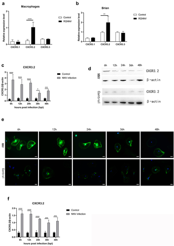 Figure 2. mRNA expression of CXCR3.2 in macrophages and brain tissues (a) mRNA expression of CXCR3s in macrophages after RGNNV challenge (n = 4). (b) mRNA expression of CXCR3s in vivo after RGNNV challenge (n = 5). (c) The expression of CXCR3.2 at 6 h, 12 h, 24 h, 36 h, and 48 h after RGNNV treatment in macrophages (n = 4). (d) protein levels of CXCR3.2 were determined by Western blotting in grouper macrophages at 6 h, 12 h, 24 h, 36 h, and 48 h following RGNNV infection. (e) The immunofluorescence shows CXCR3.2 (green) in macrophages at 6 h, 12 h, 24 h, 36 h, and 48 h after RGNNV treatment in macrophages, Scale bar, 20 μm. (f) The expression of CXCR3.2 at 6 h, 12 h, 24 h, 36 h, and 48 h after RGNNV treatment in grouper (n = 5). *p < 0.05, **p < 0.01, ***p < 0.001, ****p < 0.0001.