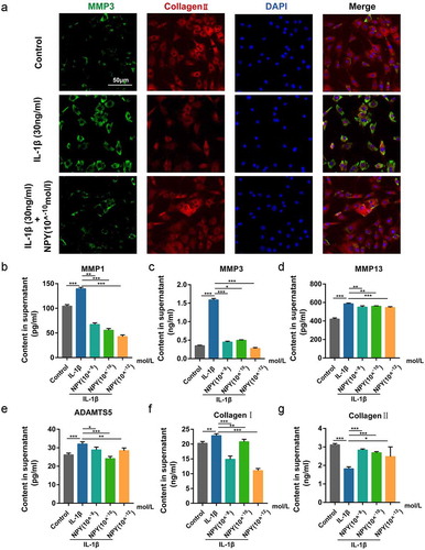 Figure 7. NPY suppresses IL-1β- induced expression and secretion of ECM catabolic proteinases in NP Cells. (a) Immunofluorescence analysis for collagen type II and MMP3 of NP cells treated by IL-1β with or without NPY; (b-g) ELISA analysis for the secretion of ECM catabolic proteinases