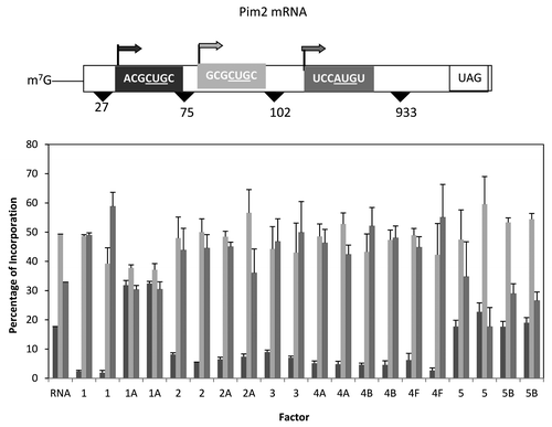 Figure 6. Influence of added initiation factors on the translation of the Pim2 mRNA. Above the bar graph is a representation of the Pim2 mRNA. The bar graph shows the relative levels of the long, medium and short forms of the reporter protein observed in the presence of the added initiation factors. The result of having no added initiation factors (RNA) or 1X or 2X added initiation factor (the 1X value is the left most column for each factor addition) is shown. For simplicity, the eIF designation is not included in front of the number for each factor.