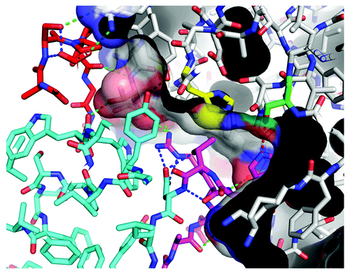 Figure 6. Close-up of the Fynomer 4C-A4: chymase interaction. Colors: RT-loop, magenta; src-loop, red; catalytic His/Ser, yellow/green. The RT-loop conformation is stabilized by an internal salt bridge between Arg15 and Asp18 as well as the β-bend 15–18 and Thr17OG – Asp18OD1 hydrogen bonds (blue dashed lines) and stacking of the Arg15 side chain on Trp38. Interface hydrogen bond interactions (green dashed lines) are between residues (Fynomer-chymase) Ala13-Ser20, Asp14-Ser20, Arg15-Gly199, Arg15-Thr83, Asp31-Arg77, Ser33-Arg77, Pro35-Thr83, Trp38-Thr83, Tyr51-Tyr81 (the Fynomer numbering is arbitrary, chymase is numbered sequentially from 1). The interaction between Trp16:NE1 and Ser182:OG of the catalytic triad is shown in red: with a length of 3.3 Å it is only a weak hydrogen bond in this structure, and in some other structures, a bridging water molecule is present. At the top left, Arg77 of chymase can be seen to bind to Asp31 and Ser33 of the n-src-loop that is pre-organized by Fynomer internal hydrogen bonds. Thr83 of chymase (highlighted in pink) is an important epitope residue as it makes three hydrogen bonds to the Fynomer. Despite both acidic and basic residues playing important roles in binding, there are no direct salt bridges between 4C-A4 and chymase.