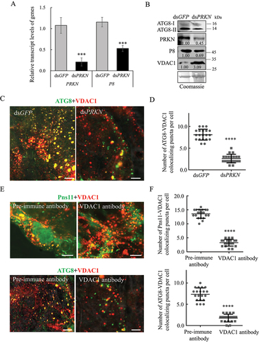 Figure 4. RGDV-induced mitophagy facilitates viral propagation in insect vectors. (A, B) Effect of the knockdown of PRKN gene expression on RGDV infection and ATG8 expression at 6-day padp. RT-qPCR assays show the levels of expression of PRKN and P8 mRNA in dsGFP- or dsPRKN-treated leafhoppers in A. The data are expressed as the means ± SD from 30 leafhoppers in RT-qPCR assays. Western blot assays show the levels of expression of ATG8, PRKN and VDAC1, as well as the accumulation of RGDV, in dsGFP- or dsPRKN-treated leafhoppers in B. Relative intensities of the bands for PRKN, P8 and VDAC1 are shown below. Equal amounts of protein were loaded on the Coomassie Brilliant Blue-stained gels. The data are representative of three biological replicates. ***P < 0.001. (C, D) Effect of the knockdown of PRKN gene expression on ATG8-VDAC1 colocalization in virus-infected midgut epithelial cells as determined by an immunofluorescence assay. The number of ATG8-VDAC1 colocalizing puncta per midgut epithelial cell of dsGFP- or dsPRKN-treated leafhoppers is shown in D. ****P < 0.0001. (E, F) Effect on the colocalization of Pns11 with VDAC1 or ATG8 in virus-infected midgut epithelial cells following treatment with the VDAC1 antibody. Intestinal tissues of the leafhoppers were fixed and immunostained with Pns11- or ATG8-FITC (green), and VDAC1-rhodamine (red). Immunostained intestine tissues were then processed for immunofluorescence microscopy. The number of Pns11-VDAC1 or ATG8-VDAC1 colocalizing puncta per midgut epithelial cell of pre-immune or VDAC1 antibody-treated leafhoppers is shown in F. Bars: 5 μm.