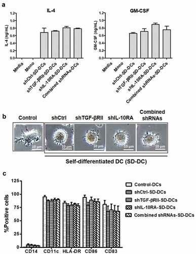 Figure 2. Monocyte-derived self-differentiated DCs (SD-DCs). (a) SD-DCs were transduced with LV-shRNA. After transduction for 5 days, the culture supernatants from the indicated conditions of these SD-DCs were harvested, and the cytokine production of both IL-4 and GM-CSF was determined by ELISA. (b) After transduction for 7 days, the SD-DC morphologies were observed under microscope and compared with DCs generated with conventional method. (c) The percentages of monocytes (CD14+ cells), SD-DCs (CD11c+ cells) with positively expressed HLA-DR, CD40, CD83, and CD86 were examined by flow cytometry. Results represent the mean ± SEM (bars) of three independent experiments