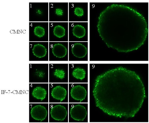 Figure 5 CMNC and IF-7-CMNC penetrated into tumor spheroids after 4 hrs incubation with the 100 ng/mL of Coumarin-6. Multi-level scan interval: 10 μm.