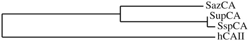 Figure 2. Phylogenetic tree of SupCA, SazCA, SspCA and hCA II. Tree was constructed using the program PhyML3.0. Sequence names and accession numbers are reported in Figure 1.