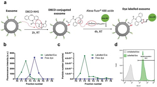Figure 2. Clickable surface fluorescence labelling of exosomes and their characterisation. (a) Scheme of the fluorescence labelling method of exosome surface using copper-free click chemistry with AlexaFlour®488 (AF488)-azide. (b) Elution profiles (fractions 0–8 (F0–F8)) of labelled Exo or free dye using gel filtration with CL-2B column for purification. (c) NTA analysis of all the fractions from elution of both free dye and labelled Exo. Labelled Exo are collected from F1–F2. (d) Labelling confirmation by flow cytometry analysis of labelled Exo. Labelled and unlabelled Exo were conjugated to latex microbeads prior to analysis under the FL1 channel for detection of AF488 signals.