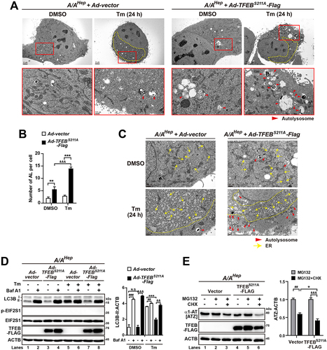 Figure 10. OE of the constitutively active TFEB mutant rescues the autophagic flux defect in A/A cells during ER stress. (A and -C) Representative TEM images of vector- or TFEBS211A-FLAG-overexpressing A/AHep cells. Cells infected with vector- or TFEBS211A-FLAG-expressing adenoviruses for 24 h were treated with DMSO or Tm (1 µg/mL) for 24 h. (B) Quantification of the number of autolysosomes per cell in the TEM images in (A). Data are presented as mean ± SEM of three independent experiments (at least 15 cells per condition). The bottom panels in (A) are magnified images of the red boxes in the upper panels. Red arrowheads indicate autolysosomes and yellow arrows indicate the ER. The dotted yellow line defines a mass of dilated and fragmented ER structures. Scale bars: upper panels of (A) (2 µm) and bottom panels of (A) and (C) (0.5 µm). (D) WB analysis of LC3B in protein lysates of vector- or TFEBS211A-FLAG-overexpressing A/AHep cells. Cells infected with vector- or TFEBS211A-FLAG-expressing adenoviruses for 24 h were treated with DMSO or Tm (1 µg/mL) for 16 h in the absence or presence of the lysosomal inhibitor Baf A1 (200 nM) for 3 h before harvest. The graph depicts the LC3B-II level normalized to the ACTB level. Data are presented as mean ± SEM of three independent experiments, N.S., no significant difference. (E) WB analysis of ATZ in protein lysates of vector- or TFEBS211A-FLAG-overexpressing A/AHep cells. Cells were cotransfected with plasmids expressing ATZ and vector or TFEBS211A-FLAG for 24 h and then treated with DMSO, MG132 only (20 µM), or MG132 plus CHX (100 µg/mL) for 6 h. The graphs depict the ATZ level normalized to the ACTB level after treatment for 6 h. Data are presented as mean ± SEM of three independent experiments. A two-way ANOVA with Sidak’s post hoc test was used in (B), (D), and (E).