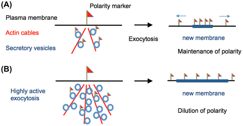 Fig. 2. Relationship between polarity marker and exocytosis.