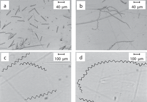 Figure 2. Micrographs of A. platensis cells under different conditions. (a): control group (low magnification); (b): 0.5% PA treatment group (low magnification); (c): control group (high magnification); (d): 0.5% PA treatment group (high magnification).