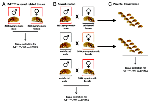 Figure 1. Breeding schemes and experimental groups. Three experimental groups were designed in order to investigate a possible sexual and parental transmission of prion disease. (A) Male and female hamsters were i.p. injected with 263K prions. Animals were sacrificed at stage 4 of the disease as previously reportedCitation46 and sexual organs were collected to assess PrPSc content by WB and PMCA. (B) Breeding pairs using different combinations of infected and un-infected males and females were set in order to assess a putative prion transmission by sexual contact. (C) Pups generated from breeding in (B) were kept and observed for appearance of prion disease.