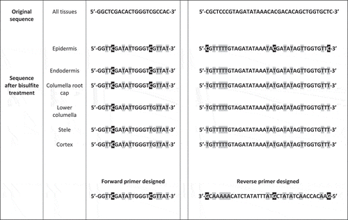 Figure 1. Gl2 nucleotide sequence (before and after bisulfite treatment) for a 21-bp region where the tissue-specific forward primer matches (left panel) and a 37-bp region where the tissue-specific reverse primer matches (right panel). Highlighted in black: cytosines that remained as such after the treatment (as they were methylated in the original sequence). So are their complementary guanines in the reverse primer sequence. Highlighted in gray: thymines resulting from conversion of unmethylated cytosines. So are their complementary adenosines in the reverse primer sequence.