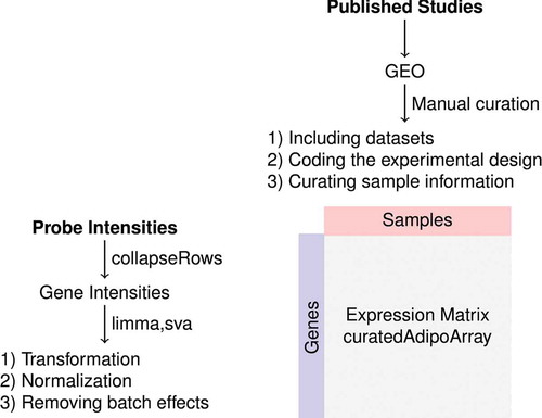 Figure 1. Diagram of the data curation and processing. Metadata were obtained from gene expression omnibus (GEO) and the original articles. Studies were examined and filtered for the details of complete experimental design. Sample information was curated using a unified language across studies. Probe intensities were obtained from GEO, mapped and collapsed to genes. Expression data were log2-transformed and normalized, and batch effects were removed. The curated metadata and the expression matrix were packaged in a R/Bioconductor experiment data package (curatedAdipoArray)