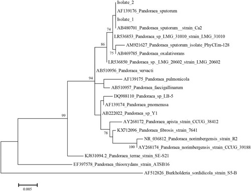 Figure 2 Phylogenetic analysis. Phylogenetic trees based on 16S rRNA gene sequences indicated the phylogenetic positions of isolates 1 and 2 and of other Pandoraea species. Burkholderia sordidicola S5-BT12826 was used as the outgroup. Bootstrap values (>70%) are shown for appropriate nodes. The scale bars represent the number of nucleotide substitutions per site.