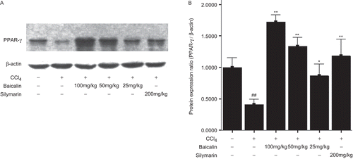 Figure 5.  Expression of PPARγ protein in the liver. (A) primary results of Western blotting; (B) semiquantitative results of PPARγ. Data were expressed as mean ± SD (n = 3). *P <0.05 and **P <0.01 versus untreated group; #P < 0.05 and ##P < 0.01 versus normal group.