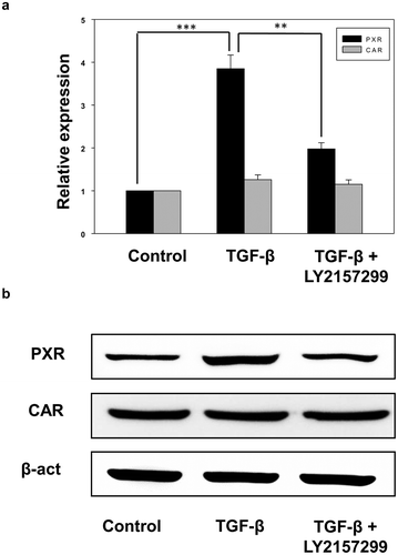 Figure 2. Recombinant TGF-β induces the expression of xenobiotic nuclear receptor PXR. (a and b) qRT-PCR (a) and immunoblot analysis (b) of PXR and CAR in control, TGF-β and TGF-β+ LY2157299 treated HepG2 cells. Asterisks represent significant differences (p< 0.05 (*), **p < 0.005, ***p < 0.0005). Data are mean ± SD or representative of three independent experiments performed in triplicate.