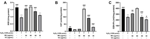 Figure 5 (A) Effects of MV on SOD activity of H2O2-induced oxidative damage cells (n=6); (B) Effects of MV on CAT activity of H2O2-induced oxidative damage cells (n=6); (C) Effects of MV on GSH-Px activity of H2O2-induced oxidative damage cells (n=6).