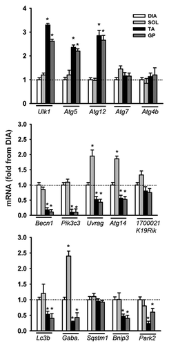 Figure 1. mRNA expression of various autophagy-related genes in the diaphragm (DIA), soleus (SOL), tibialis anterior (TA), and gastrocnemius-plantaris (GP) muscles of control mice. Values (means ± SEM) are expressed as fold change relative to DIA. *P < 0.05, as compared with DIA. TUBB: β-TUBULIN. n = 6 per group.