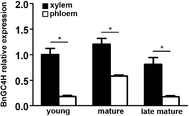 Figure 4. Relative expression levels of BnGC4H during different developmental stages in the xylem and phloem of ramie. *P < 0.05.
