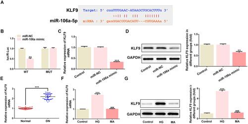 Figure 3 The relationship between miR-106a and KLF9. (A) The binding site between has-miR-106a-5p and KLF9. (B) The luciferase activity between miR-NC or miR-106a and KLF WT or MUT (n=3). **P <0.01 vs miR-NC. (C) The mRNA level of KLF9 in MPC podocytes (n=3). ***P<0.001 vs control. (D) The protein level of KLF9 in MPC podocytes (n=3). **P<0.01 vs control. (E) The level of KLF9 in the serum of DN patients relative to that of normal healthy individuals (n=30). ***P <0.001 vs normal. (F and G) The mRNA level (F) and protein level (G) of KLF9 in MPC5 podocytes that treated with 30 mM glucose (HG) or 30 mM MA relative to control cells (n=3). ***P<0.001 vs control. ###P<0.001 vs HG.