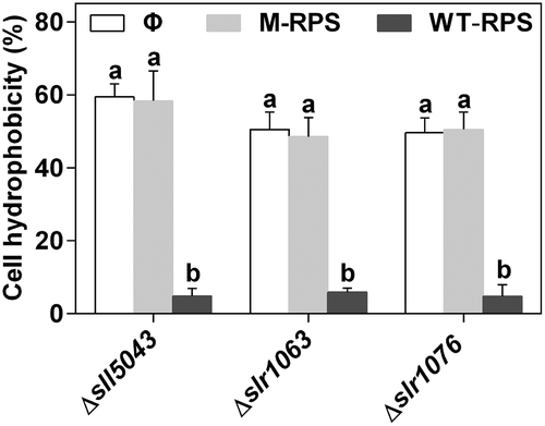 Fig. 5. Effect of WT-RPS on cell hydrophobicity of the mutants of Synechocystis 6803. Φ, without addition of RPS; M-RPS, with addition of RPS from the mutant itself (40 μg ml–1); WT-RPS, with addition of 40 μg ml–1 WT-RPS. Different lowercase letters at the top of bars indicate significant differences between the data of the same strain
