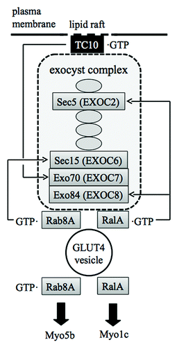 Figure 4. Interaction of the GULT4 vesicle with the exocyst complex and myosin motor proteins mediated by small GTPases. TC10 is localized in lipid raft microdomains and anchors the exocyst complex beneath the plasma membrane. Rab8A and RalA connect the GLUT4 vesicle to the exocyst complex. Rab8A and RalA also act as a link between the GLUT4 vesicle and Myo5b and Myo1c motors, respectively. The interaction between RalA and Myo1c is independent of the nucleotide status of RalA.