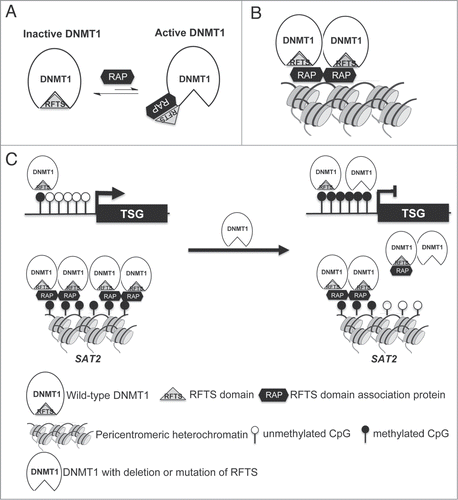 Figure 7. Dual roles for RFTS domain in DNMT1-dependent DNA methylation. (A) RFTS-targeted DNMT1 associated proteins (RAP) are proposed to relieve inhibition of DNMT1 for access to euchromatin. (B) The RFTS domain mediates association between DNMT1 and pericentromeric heterochromatin. (C) In cancer, overexpression of RAPs or mutation of RFTS is proposed to relieve DNMT1 inhibition, thereby increasing methylation and silencing of TSGs. However, because the RFTS domain is required for association with heterochromatic SAT2 sequences, DNMT1 with mutant RFTS may be less associated with such sequences, accounting for global hypomethylation.