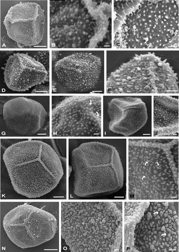 Figure 2. Spores of Hymenophyllum and Trichomanes under SEM. A–C. Spores of Hymenophyllum capurroi. A. Proximal view of a trilete spore, with triangular shape; the ornamentation is composed of echinulae, bacules and cones and the laesurae are conic in section and reach the equator. B. Detail of the laesura covered by processes of different shapes and sizes. C. Detail of the proximal face with heteromorphic processes. D–F. Spores of Hymenophyllum tunbridgense var. cordobense. D. Spore in proximal view, note the laesurae are conic in section and ornamented. E. Spore in distal view. F. Detail of the laesura. G, H. Spores of Trichomanes hymenoides. G. Distal view. H. Distal surface, some elements of the ornamentation are fused and form scattered ridges (arrows). I, J. Spores of Trichomanes kraussi. I. Proximal view. The laesurae in section are blunt; J. The distal ornamentation is composed of verrucae, gemmae and granules. K–M. Spores of Trichomanes reptans. K, L. Proximal views. The laesurae do not reach the equator. M. Proximal face in detail. Some elements of the ornamentation are fused forming scattered ridges (arrows). N–P. Spores of Trichomanes tenerum. N. Spore in proximal view; O, P. Details of proximal surfaces. Some elements are fused and form scattered ridges (arrows). Scale bars − 1 μm (O); 2 μm (B, C, H, J, M, P); 5 μm (F); 10 μm (A, D, E, G, I, K, L, N).