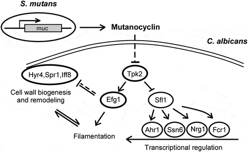 Figure 9. Model for the mutanocyclin-mediated interspecies interaction between C. albicans and S. mutans. S. mutans secretes the secondary metabolite, mutanocyclin, which regulates filamentation of C. albicans through the Ras1-cAMP/PKA signaling pathway and a set of transcription factors and cell wall-associated proteins.