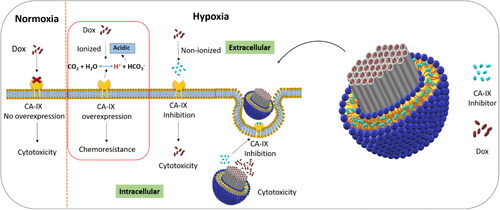 Scheme 1. Representation of lipid coated mesoporous silica nanoparticle for co-delivery of carbonic anhydrase IX inhibitor and doxorubicin in hypoxia to overcome chemoresistance.