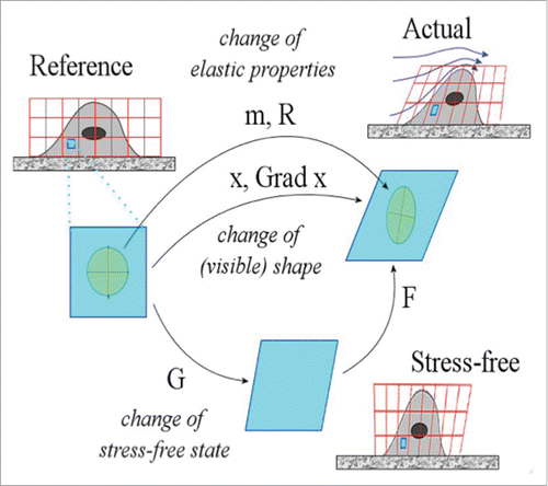 FIGURE 6. Kinematic description of a growing and remodeling cell on a substrate, where the idealized cell can be represented as a collection of material elements (single element depicted as turquoise square). Besides the classical description based on the placement of a body point (x) and of its gradient (Grad x), the evolution of the material microstructure are described by the growth tensor (G) and remodeling variables (m,R). The elastic distorsion tensor is F = (Grad x) G−1.