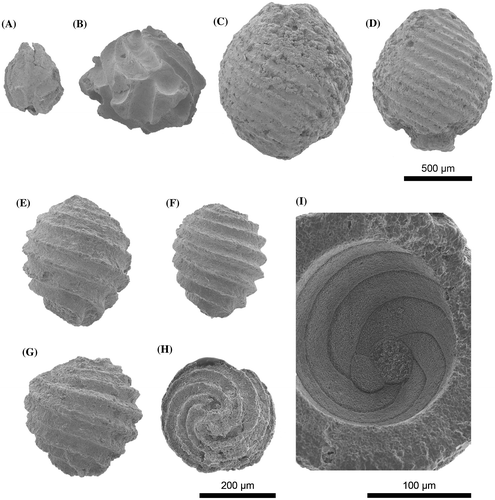 Figure 3. Charophytes from the upper Barremian–lower Aptian of the Garraf Massif. A. Clavator harrisii, lateral view of utricle; B. Atopochara trivolvis triquetra (advanced morphotype), lateral view of utricle; C. Globator maillardii trochiliscoides, lateral view of utricle; D. Globator maillardii biutricularis, lateral view of utricle; E–I. Tolypella sp. aff. T. grambastii subsp. arctica; E–G. lateral views of gyrogonite, H. apical view of gyrogonite, I. multipartite basal plate as seen from the inside of an empty gyrogonite.