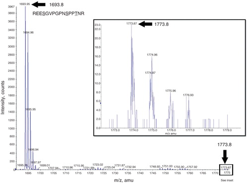 Figure 6. Mass spectrometry analysis of the mENT1 intracellular loop peptide treated with PKA. A representative image is shown of the spectrum obtained following tryptic digest of PKA treated mENT1 loop peptide. The 1693.8 peak is indicated with a black arrow and represents the sequence REESGVPGPNSPPTNR. MASCOT MS/MS analysis of this peak resulted in a high score value for this sequence and matched it to endogenous mENT1. The second peak obtained in this spectrum was 1773.8 which results from the 80 dalton shift following addition of a single phosphate group. The 1773.8 peak is significantly lower in intensity compared to the 1693.8 peak due to the high intensity of the 1693.8 peak however this peak is clearly present and above background when magnified (see inset).