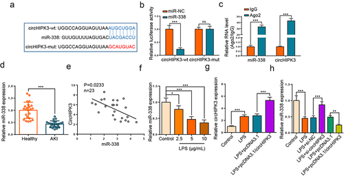 Figure 3. CircHIPK3 targeted miR-338 in HK2 cells.