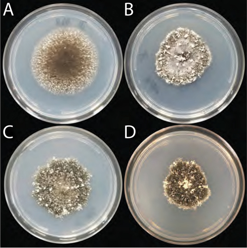 Figure 3. Colonies grown from a single macroconidia of each of four B. gigantea isolates. A. Haploid isolate 17MA004. B. Haploid isolate 18NL004. C. Heteroploid isolate 17CL005. D. Heteroploid isolate 18FY001. Cultures were grown on 88-mm 25% PDA plates for 14 d.