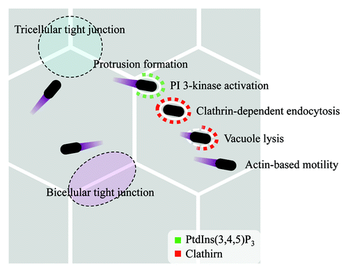Figure 1. Proposed model for Shigella cell-cell spreading. When Shigella moves from one epithelial cell to neighboring epithelial cells, Shigella-containing pseudopodia target tricellular tight junctions. PI 3-kinase is activated upon formation of a Shigella-containing pseudopodium. PI 3-kinase activity is required to recruit clathrin to the plasma membrane where the bacteria-containing pseudopodium was engulfed. Finally, an elongating pseudopodium is fully engulfed and undergoes clathrin-dependent endocytosis by a neighboring cell. Then, Shigella lyses the double plasma membranes and obtains the actin-based motility. Shigella can spread cell-to-cell repeat these process.