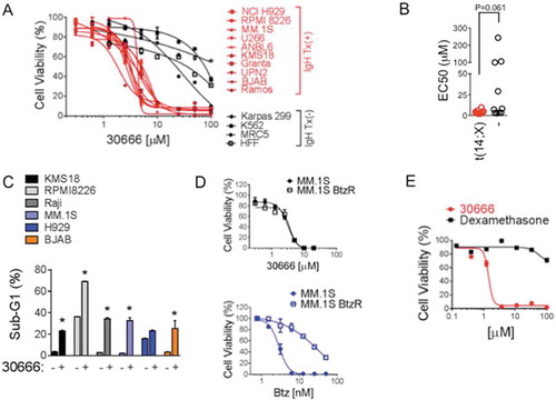 Figure 3. Compound 30666 exhibits potent and selective activity against hematological cancer cells harboring IgH gene translocations.(A) The indicated cell lines were treated with a dose range of 30666 for 48 hours. Cell viability data is shown. Cells marked by red regression lines and type are positive for IgH translocations [IgH Tx(+)] whereas cell lines marked in black are negative [IgH Tx(-)].(B) EC50 values were extrapolated from dose curves in (A). A student’s t-test was used to measure statistical significance.(C) The indicated cell lines were treated with DMSO (control) or 30666 (3 μM) for 48 hours. Cell death was measured by propidium iodide staining and flow cytometric analysis of DNA content. Data is represented as the percentage of dead cells (i.e., those with sub-G1 DNA content) per population.(D) Parental MM.1S cells or Btz resistant MM.1S cells (MM.1S BzR) were treated with a dose range of 30666 (top panel) or Btz (bottom panel). Cell viability data are shown.(E) CD138+ primary MM patient plasma cells were isolated from bone marrow aspirates and cultured in the presence of 30666 or dexamethasone. Cell viability data are shown for a 48 hour time point.