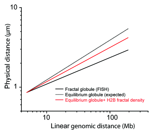 Figure 5. Superposition of H2B fractal density on the FISH model of fractal globule. The fractal globule is a model of conformation of a nuclear DNA with a low level of interminglement. The model can be fit on FISH data of references Citation5 and Citation6, with a relation between the physical distance R in the nucleus and the linear genetic distance s along the human chromosome V. This relation scales as a power law R(s) ∝ s1/3 for long-range interactions (thick black line). By applying a 3/2 exponent, we virtually obtain R(s) ∝ s1/2, which is characteristic of the equilibrium globule, a model of fully relaxed intermingled nuclear DNA (dotted back line). Finally, by applying a 2.7/3 exponent, we obtain the mean relation of distances between loci in the case a relaxed DNA chain, with a chromatin correlation dimension of 2.7 (red line). This graphic shows that the fractal correlation dimension has a strong impact on the interpretation of FISH measurements used as an additional proof of the validity of the fractal globule model.