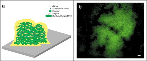 Figure 1. (a) Illustration of a bacterial biofilm. The microcolonies of bacterial cells are matrix-enclosed communities that may be composed of 10–25% cells and 75–90% EPS matrix. Bacterial cells within the matrix do not have Brownian movement, and show a tower-like shape. Most of the cells are localized in the top of the tower and very few, among them, the persisters are localized in the bottom. (b) Representative image of H. pylori biofilm stained with Live/Dead BacLight kit and analyzed using fluorescence microscopy. The green fluorescence indicates the live cells. Scale bar: 5 µm