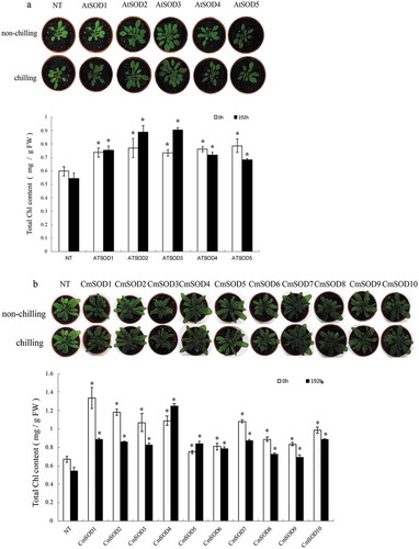 Figure 6. Chlorophyll contents and seedling growth of non-transgenic (NT) and transgenic Arabidopsis thaliana superoxide dismutase (AtSOD)1 ~ 5 (a) and Cucurbita moschata (Cm)SOD1 ~ 10 (b) lines after exposure to chilling for 0 (control) or 192 h. Values are the means of three replicates with the corresponding standard deviation. An asterisk indicates a significance level of p ≤ 0.05.