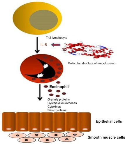 Figure 1 Interaction between Th2 lymphocytes and eosinophils, and molecular structure of mepolizumab with its therapeutic target.
