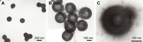 Figure 1 TEM images of SPS nanospheres (A), HCP (B), and LCP (C). Magnification ×30,000.Abbreviations: TEM, transmission electron microscopy; SPS, sulfonated polystyrene nanospheres; HCP, hollow calcium phosphate; LCP, lipid-coated hollow calcium phosphate.