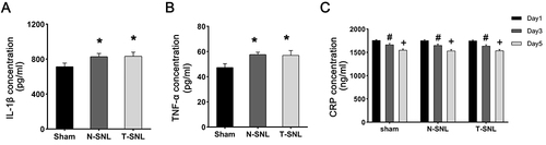 Figure 5 Changes in the protein expression of IL-1β and TNF-α in the left L5 spinal cord and the C-reactive protein in the serum. (A) Changes in IL-1β protein expression. (B) Changes in TNF-α protein expression. *p < 0.05 vs ipsilateral to the injury of Sham group. (C) Changes in C-reactive protein expression. #p < 0.05 Postoperative Day 3 vs Postoperative Day 1. +p < 0.05 Postoperative Day 5 vs Postoperative Day 3.