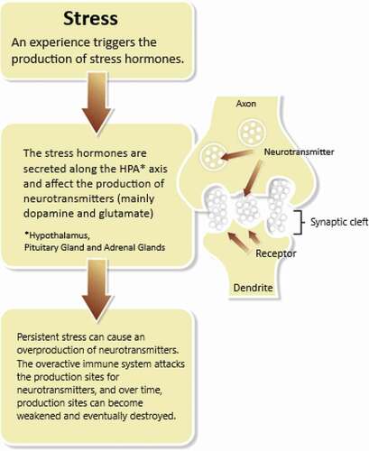 Figure 3. Stress-hormones, neurotransmitters and immune system