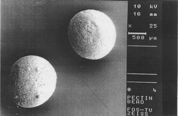 FIG. 1 Scanning electron microscopic of the pectin beads.