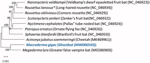 Figure 1. Phylogenetic placement of Macroderma gigas based on a truncated comparison of the rRNA and coding DNA sequences to other entire vertebrate mitogenomes. *Also known as Stenonycteris lanosus.