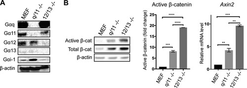 FIG 3 Gq/11−/− and G12/13−/− cells show upregulated β-catenin signaling. (A) Characterization of Gq/11−/− and G12/13−/− cells using Western blotting. Whole-cell extracts were prepared from wild-type (MEF), Gq/11−/− (q/11 -/-), and G12/13−/− (12/13 -/-) MEFs. Levels of specific G-alpha subunits were evaluated using specific antibodies as indicated. Representative β-actin expression was used as a loading control. (B) Western blot analysis of active β-catenin (Active β-cat) and total β-catenin (Total β-cat) content in MEF, q/11−/−, and 12/13−/− MEFs. The histograms represent densitometric analysis of pooled data from three independent experiments for active β-catenin and two independent experiments for qPCR analysis of axin2 expression compared to that of the wild-type MEFs, as indicated. The respective band intensities for Western blotting and fold change values for qPCR analysis were normalized to the respective β-actin levels and to untreated controls. The data represent the means ± SEM. Statistical significance was determined by Tukey’s test: **, P < 0.01; ***, P < 0.001; and ****, P < 0.0001.