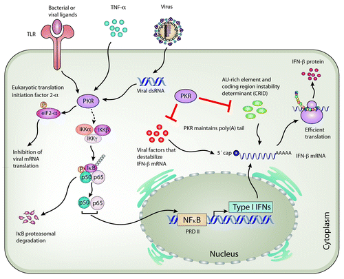 Figure 1. Role of PKR in IFN-β induction and possible regulation of IFN-β mRNA integrity. Several stimuli such as viral origin dsRNA, pathogen ligands and cytokines (e.g., TNF-α) activate the proteinkinase R (PKR). An induced PKR phosphorylates the eukaryotic translation initiation factor 2 (eIF2-α) leading to its inactivation, thereby suppressing protein synthesis. PKR also activates the IKKα/β/γ-complex, which induces the ubiquitination and proteasomal degradation of inhibitor of NFκB (IκB), resulting in the liberation of active NFκB dimers [RelA/p65 and NFκB1 or 2 (p50/p52)]. Translocation of NFκB into the nucleus leads to the transcription of several genes, including IFN-β to limit viral replication. Upon the infection of MDA5-dependent viruses such as encephalomyocarditis virus (ECMV) and Semliki Forest virus (SFV), PKR also regulates the integrity of IFN-β mRNA by establishing or maintaining its poly(A) tail. It is also possible that PKR positively regulates IFN transcript stability by interacting with destabilizing elements in the mRNA, such as AU-rich elements or coding region instability determinant (CRID). Alternatively, PKR might counteract virus-encoded factors that destabilize IFN-β mRNA to suppress the host antiviral IFN response. P indicates phosphorylation, Ub indicates ubiquitination, and dotted lines indicate indirect action of PKR.