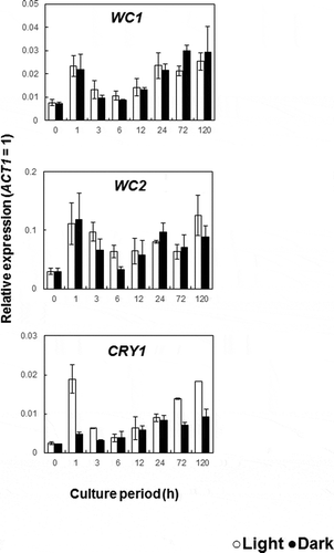 Figure 5. Effect of the light irradiation on the expression of the genes WC1, WC2 and CRY1.