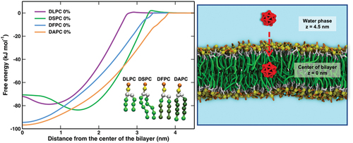 Figure 2. Potential of mean force for a fullerene translocation across saturated (DLPC, DSPC) and unsaturated (DFPC, DAPC) lipid bilayers from the water phase into the center of the lipid bilayers as a function of distance in the z-direction. Adapted from nisoh et al [Citation20].