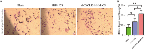 Figure 3 Scaffolds recruit BMSCs through transwell migration experiments. (A) Microscopic view of crystal violet-stained BMSCs migrating towards scaffolds. (B) Quantitative analysis of crystal violet-stained BMSCs migrating towards scaffolds. The data are statistically analyzed by ANOVA and LSD multiple comparison tests, with results expressed as mean ± SD (*p < 0.05, **p < 0.01, n=3).